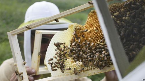 Украинские пчелы уезжают спасать Америку