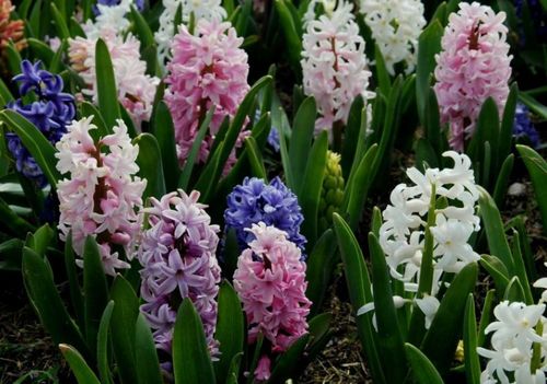 Гиацинты - великолепное весеннее украшение цветника