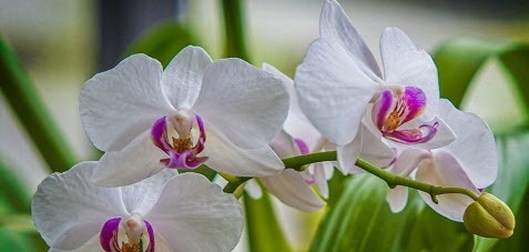 Орхидея Фаленопсис: выращивание, посадка, размножение, полив