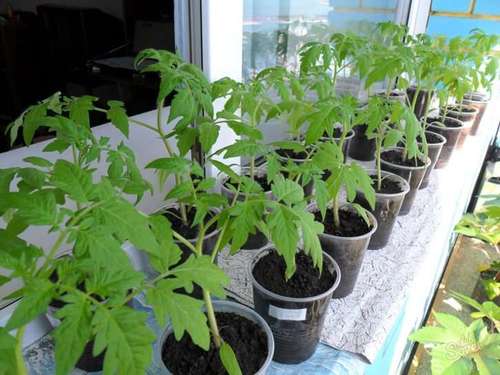 Выращиваем крепкую рассаду томатов