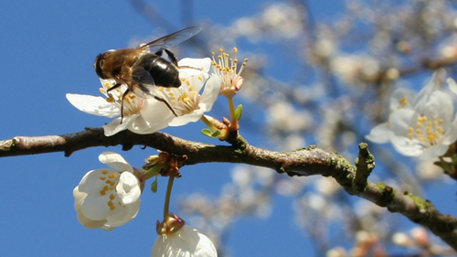 30 апреля – Зосим Пчельник, Зосим Пчеловод: Приметы и суеверия