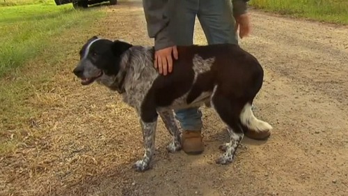 Глухой пес спас трехлетнюю девочку в Австралии