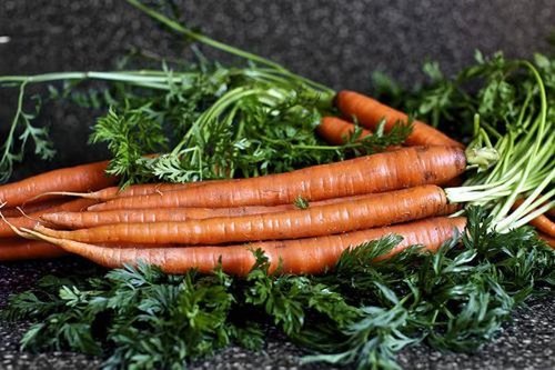 Правильно сажаем морковь