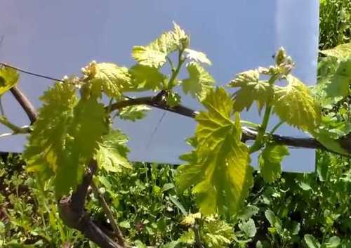 Виноград - обломка зеленых побегов