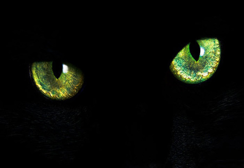 Подсказки природы: «кошачий глаз» спасает людей на дорогах