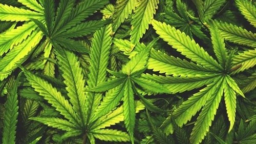 «Легализация марихуаны: за и против» - Кирилл Сазонов