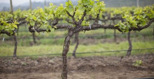 Как пересадить взрослый куст винограда