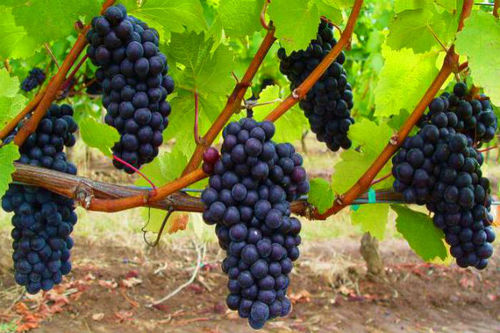 Выращивание винограда: советы новичкам