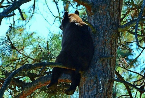 Заблудившиеся в тайге кемеровчане смогли дозвониться спасателям благодаря медведю, загнавшему их на дерево