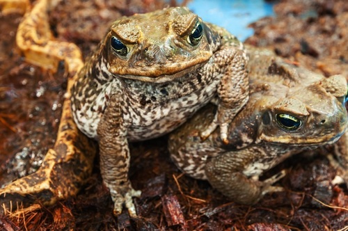 Зачем австралийцам День изгнания жабы