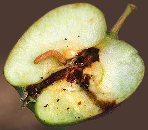Яблоневая плодожорка – вредитель сада