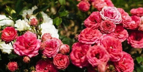 Как правильно выбрать розы для сада