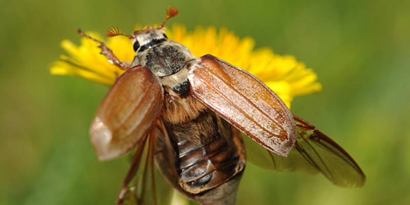 May bug. Майский Жук. Майские жуки в Оренбурге. Насекомые Майский Жук. Майский Жук оранжевый.