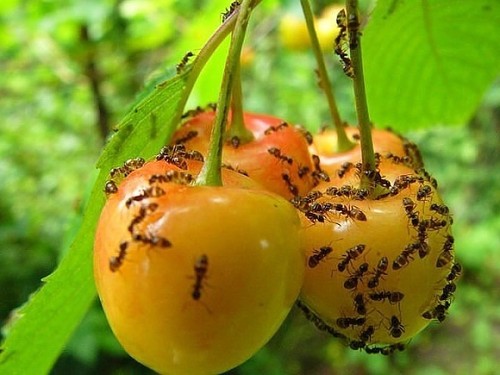 Надежное средство от муравьев в саду