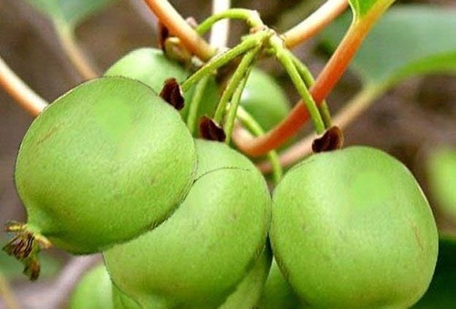 Актинидия: лиана с вкусными плодами