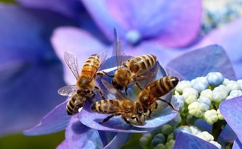 Какие цветы выбирают пчелы