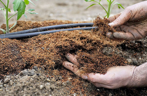 Торфяные почвы: повышение плодородия