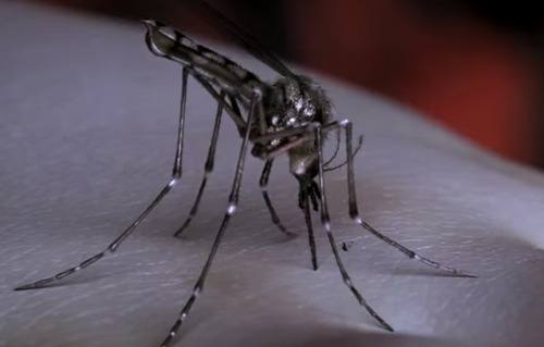 Билл Гейтс решил уничтожить всех комаров