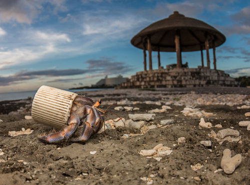 Пластик: проклятье мирового океана