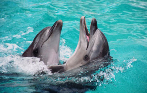  4 липня - Міжнародний день дельфінів, що знаходяться в неволі