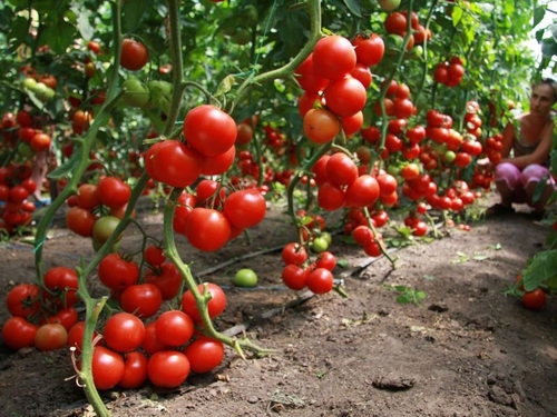 Уход за помидорами в открытом грунте