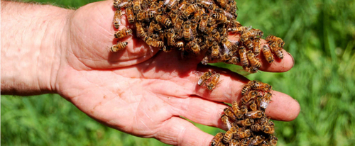 Мужчина с аллергией на пчелиный яд выжил после 1000 укусов пчел
