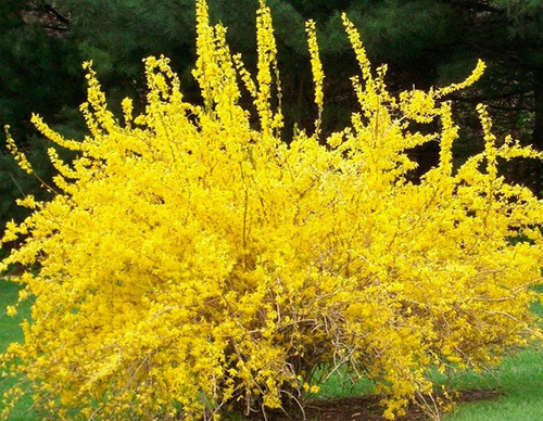 Удивительные виды и сорта форзиции – цветущего золотом кустарника