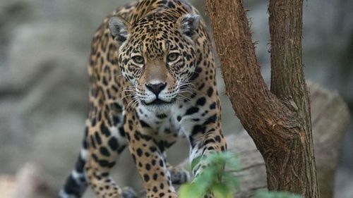 В зоопарке Нового Орлеана ягуар сбежал из клетки и задрал шесть животных