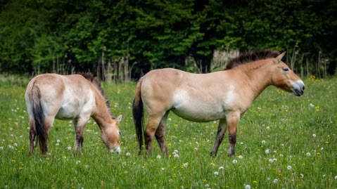 Чехия помогает Монголии восстановить популяцию лошадей Пржевальского