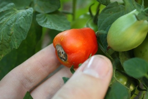Почему гниют томаты