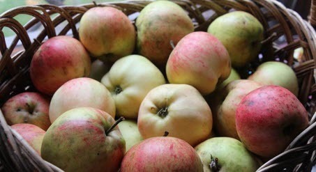 Хранение яблок. Дезинфекция хранилища и плодов