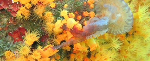 Красочные хищники: как охотятся кораллы (ВИДЕО)