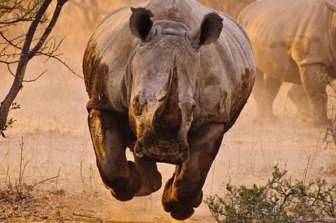 В Мексике в сафари-парке носорог напал на машину