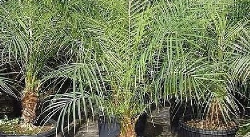 Как вырастить финиковую пальму из семечки