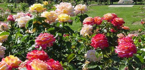 Посадка и выращивание роз