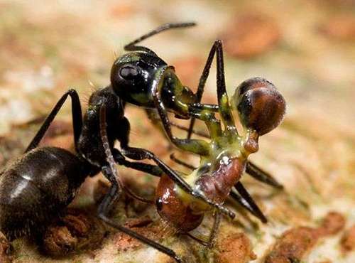 В колониях некоторых муравьев и термитов есть особи-смертники