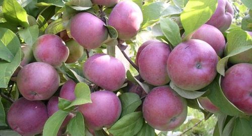 Яблони: ни года без урожая