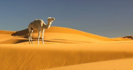 Пустыня Сахара может остановить глобальное потепление