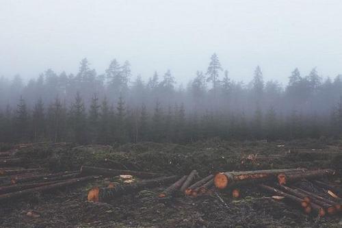 Китайские СМИ назвали Сибирь своей территорией в ответ на бойкот россиян по экспорту леса