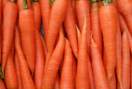 Когда убирать морковь с грядки