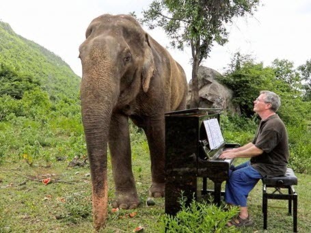 Спасенным слонам устраивают концерты классической музыки