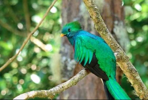 Коста-Рика – самое богатое разнообразие живого мира