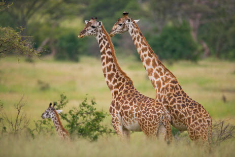Зачем жирафам пятнистая шкура