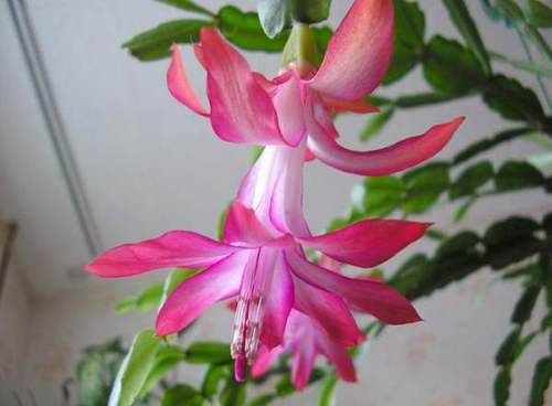 Цветок декабрист - условия для пышного цветения