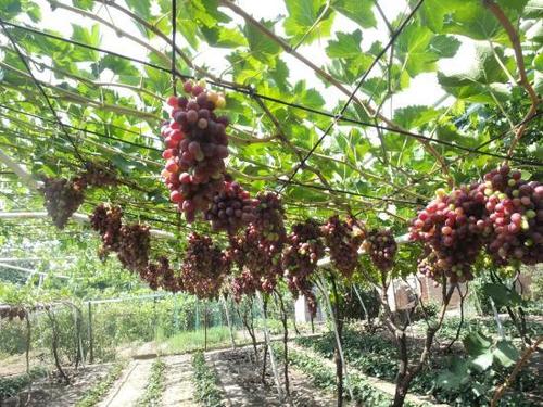 Веерная формировка винограда
