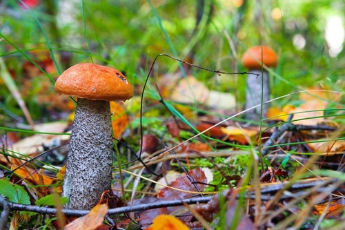В Дании изобрели стиральный порошок из грибов