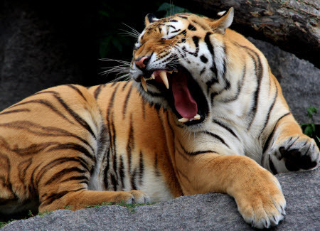 Методы криминалистов помогут спасти тигров на Суматре