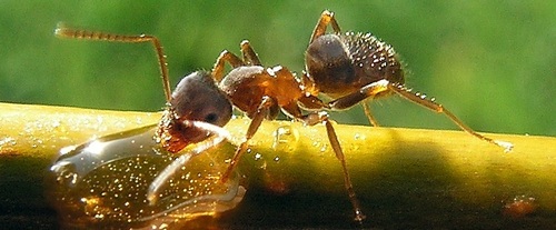 Садовые муравьи: как бороться