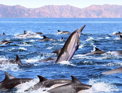 Дельфины выбрасываются на берег