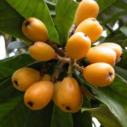 Мушмула: полезные плоды декоративного дерева